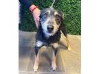 Adopt Bella a Black Border Terrier / Mixed dog in El Paso, TX (40688742)