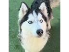 Adopt Elsa a Black Siberian Husky / Mixed dog in El Paso, TX (40688660)