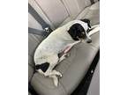 Adopt Teddy a White Blue Heeler / Mixed dog in El Paso, TX (40688618)