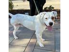 Adopt Rome* a White American Pit Bull Terrier / Mixed dog in El Paso