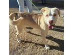 Adopt ROCKY II a White Retriever (Unknown Type) / Mixed dog in El Paso