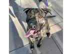 Adopt Ranger a Brindle Border Terrier / Mixed dog in El Paso, TX (40688573)