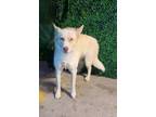 Adopt Pop* a White Siberian Husky / Mixed dog in El Paso, TX (40688545)
