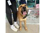 Adopt Pecan a Red/Golden/Orange/Chestnut Border Terrier / Mixed dog in El Paso