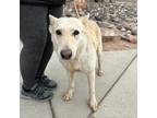 Adopt Gaia* a Tan/Yellow/Fawn Shepherd (Unknown Type) / Mixed dog in El Paso