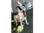 Adopt Qui-Gon a White American Staffordshire Terrier / Mixed dog in El Paso