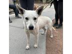 Adopt Pan* a White Border Terrier / Mixed dog in El Paso, TX (40688529)