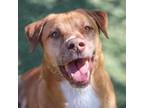 Adopt Pacino a Brown/Chocolate American Pit Bull Terrier / Labrador Retriever /