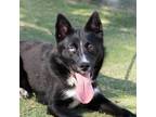 Adopt Miztli* a Black Border Collie / Mixed dog in El Paso, TX (40688502)
