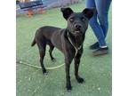 Adopt Lori a Black Retriever (Unknown Type) / Shar Pei / Mixed dog in El Paso