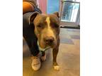 Adopt Happy a Gray/Blue/Silver/Salt & Pepper Pit Bull Terrier / Mixed dog in El