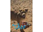 Adopt Theo a Shiba Inu / Mixed dog in Midland, TX (40650000)