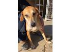 Adopt Laverne a Beagle / Mixed Breed (Medium) / Mixed dog in Arkadelphia