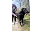 Adopt Tuck a Labrador Retriever / Mixed Breed (Medium) / Mixed dog in