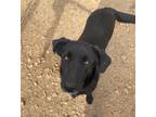 Adopt Huck a Labrador Retriever / Mixed Breed (Medium) / Mixed dog in