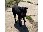 Adopt Luck a Labrador Retriever / Mixed Breed (Medium) / Mixed dog in