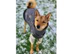 Adopt Teddy(D) a Brown/Chocolate - with White Jindo / Shiba Inu / Mixed dog in