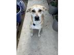 Adopt Gator a Tan/Yellow/Fawn Carolina Dog / Labrador Retriever / Mixed dog in