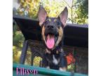 Adopt Ellison a Black - with Tan, Yellow or Fawn German Shepherd Dog / Mixed dog