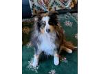 Adopt Zoey a Tricolor (Tan/Brown & Black & White) Australian Shepherd / Mixed