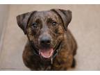Adopt Penny a Mountain Cur / Mixed dog in Knoxville, TN (39255947)