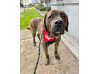 Adopt Tiger a Brindle Mastiff / Shepherd (Unknown Type) / Mixed dog in Lynnwood