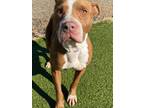 Adopt Cherry Pie a Brown/Chocolate - with White Pit Bull Terrier / Labrador