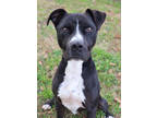Adopt Harley a Black Mixed Breed (Large) / Mixed dog in Thomasville