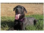 Adopt Goose a Black German Shepherd Dog / Mastiff dog in Santa Rosa
