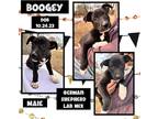 Adopt Boogey a White German Shepherd Dog / Labrador Retriever / Mixed dog in