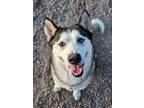 Adopt Atreyu a Black - with White Siberian Husky / Mixed dog in Scottsdale