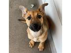 Adopt Ava a Mixed Breed (Medium) / Mixed dog in Rancho Santa Fe, CA (40589878)