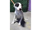 Adopt Spotty* a White American Pit Bull Terrier / Mixed dog in El Paso