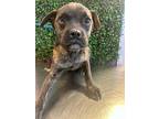 Adopt Venus* a Brown/Chocolate Pug / Mixed dog in El Paso, TX (40688702)