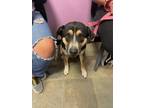Adopt Gordo a Black Border Terrier / Mixed dog in El Paso, TX (40688689)