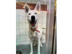 Adopt Stormy a White Shepherd (Unknown Type) / Siberian Husky / Mixed dog in El