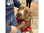 Adopt Starfire* a Brown/Chocolate American Pit Bull Terrier / Mixed dog in El