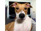 Adopt Stanley a White Basenji / Mixed dog in El Paso, TX (40688609)