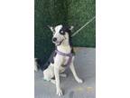 Adopt Sasha a Black Siberian Husky / Mixed dog in El Paso, TX (40688591)