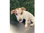 Adopt Sarge a White Border Terrier / Mixed dog in El Paso, TX (40688590)