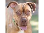 Adopt San Diego a Brown/Chocolate Boxer / Mixed dog in El Paso, TX (40688589)