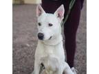 Adopt Zig* a White Shepherd (Unknown Type) / Mixed dog in El Paso, TX (40688650)