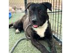 Adopt WiggleBottoms a Brindle American Pit Bull Terrier / Mixed dog in El Paso