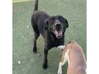 Adopt Tiffany Amber Thiessen a Black Retriever (Unknown Type) / Mixed dog in El