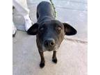 Adopt Dolly a Black Border Terrier / Mixed dog in El Paso, TX (40688402)