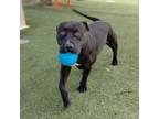 Adopt Diddy* a Black Pit Bull Terrier / Mixed dog in El Paso, TX (40688399)