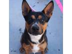 Adopt Dewey a Black American Pit Bull Terrier / Mixed dog in El Paso