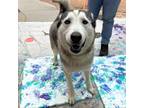 Adopt Denali* a Gray/Blue/Silver/Salt & Pepper Siberian Husky / Terrier (Unknown