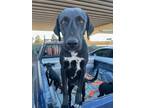 Adopt Della* a Black Border Terrier / Mixed dog in El Paso, TX (40688396)