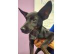 Adopt Chanco a Black Australian Cattle Dog / Mixed dog in El Paso, TX (40688364)